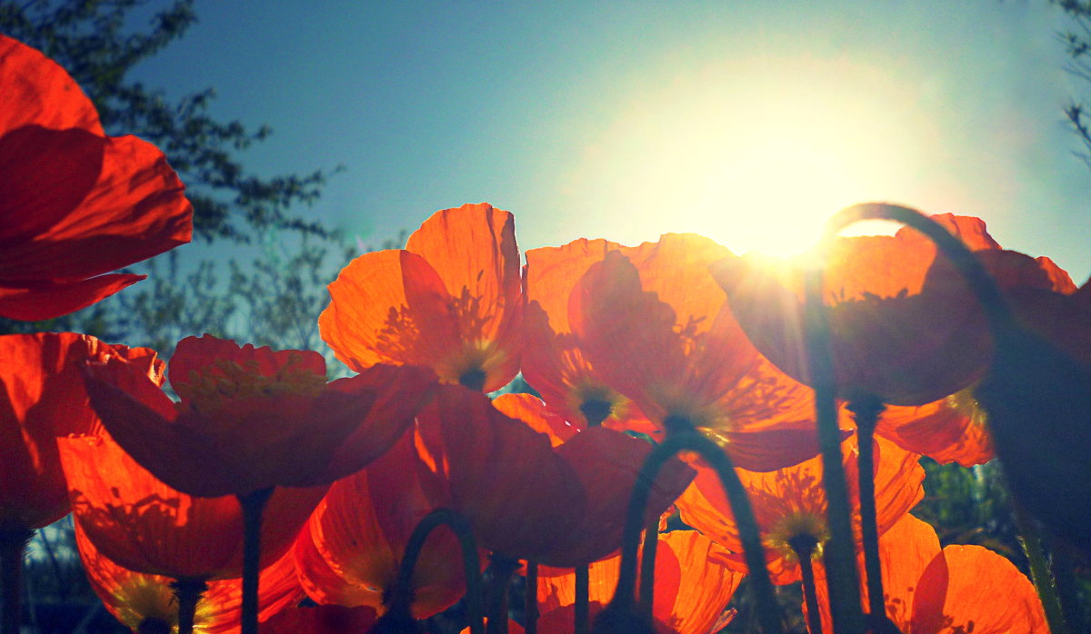 Завтра Лето! - Александр Шимохин Завтра Лето! - Александр Шимохин