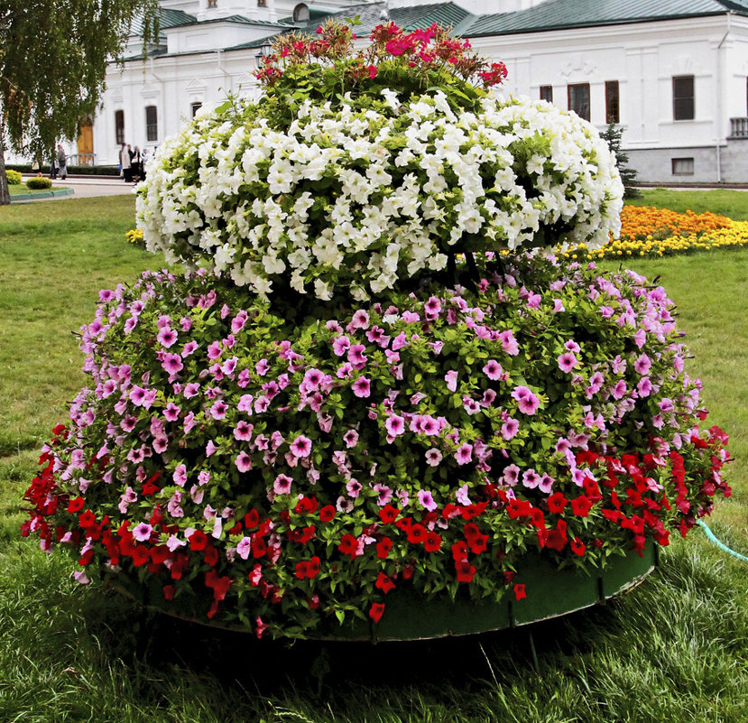 Цветник - Nikolay Monahov