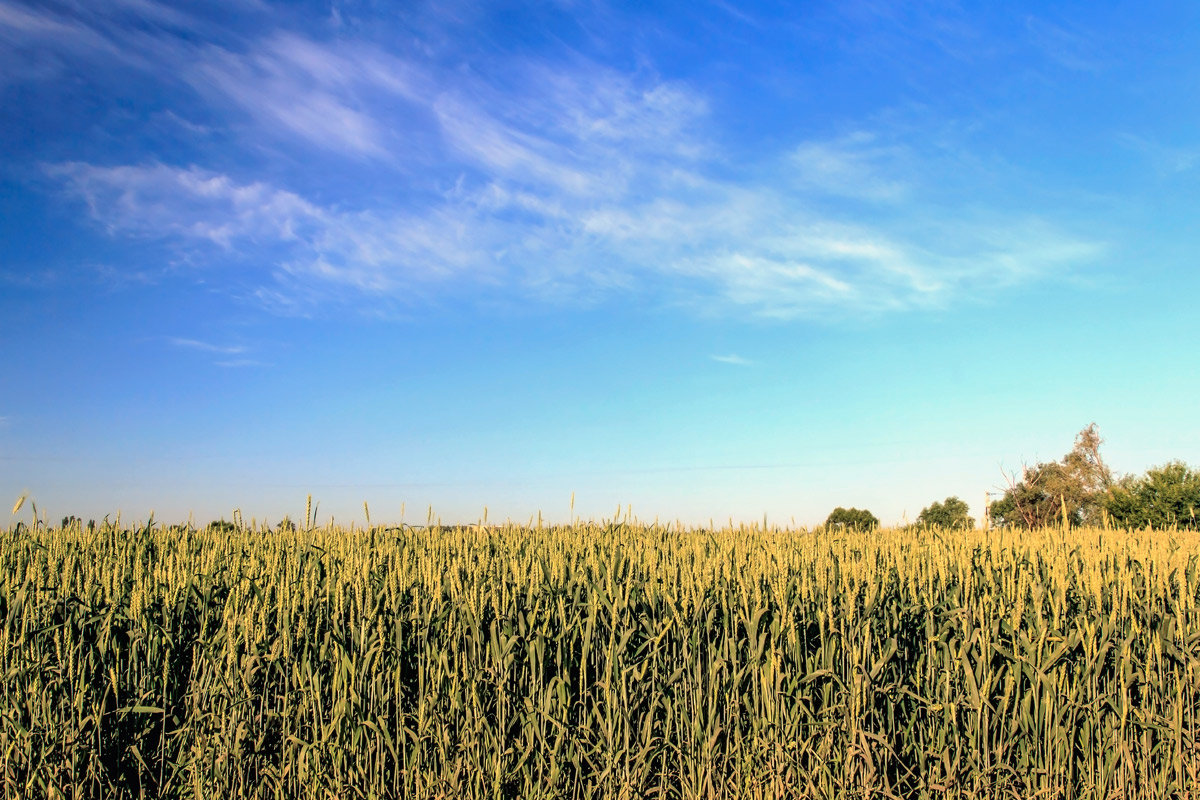 Поле.. - Юрий Стародубцев