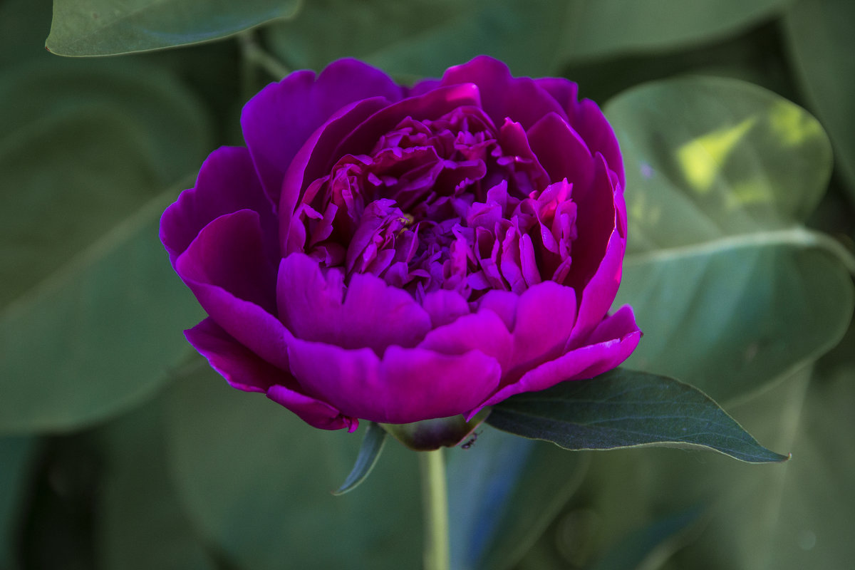 Пион. - Светлана Крюкова