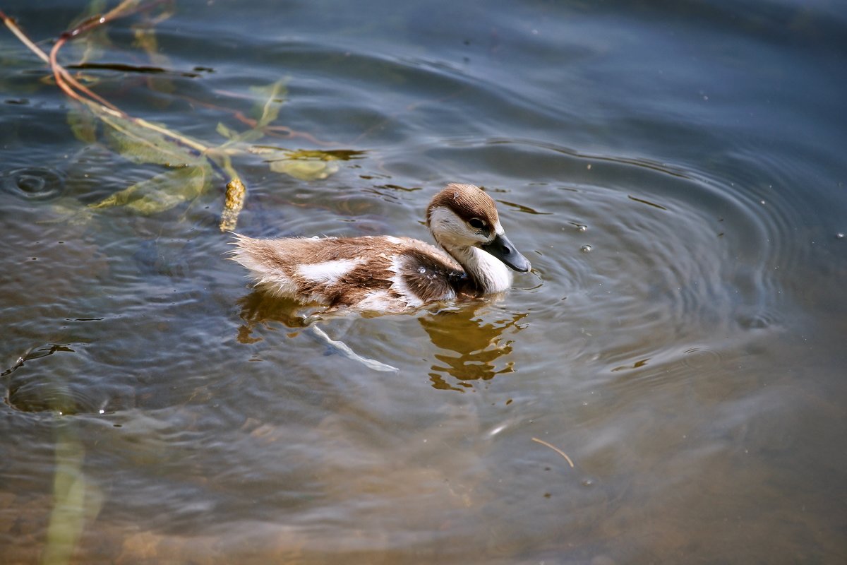 Маленький огарь. - Александр Романов Маленький огарь. - Александр Романов