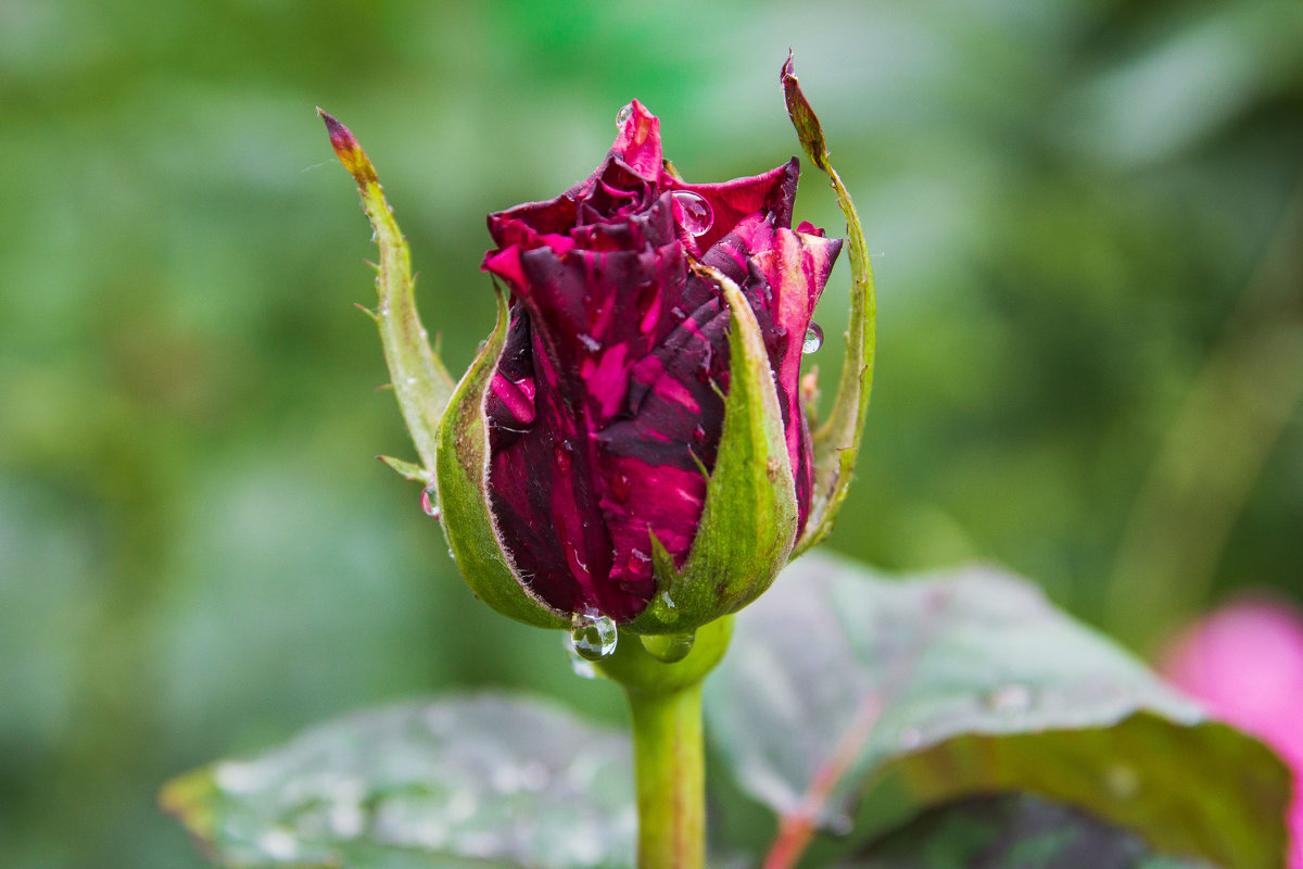 Роза. - Светлана Крюкова