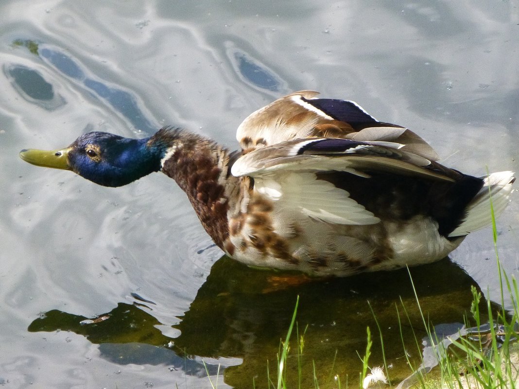 Взлетаю... - Лидия Бусурина Взлетаю... - Лидия Бусурина