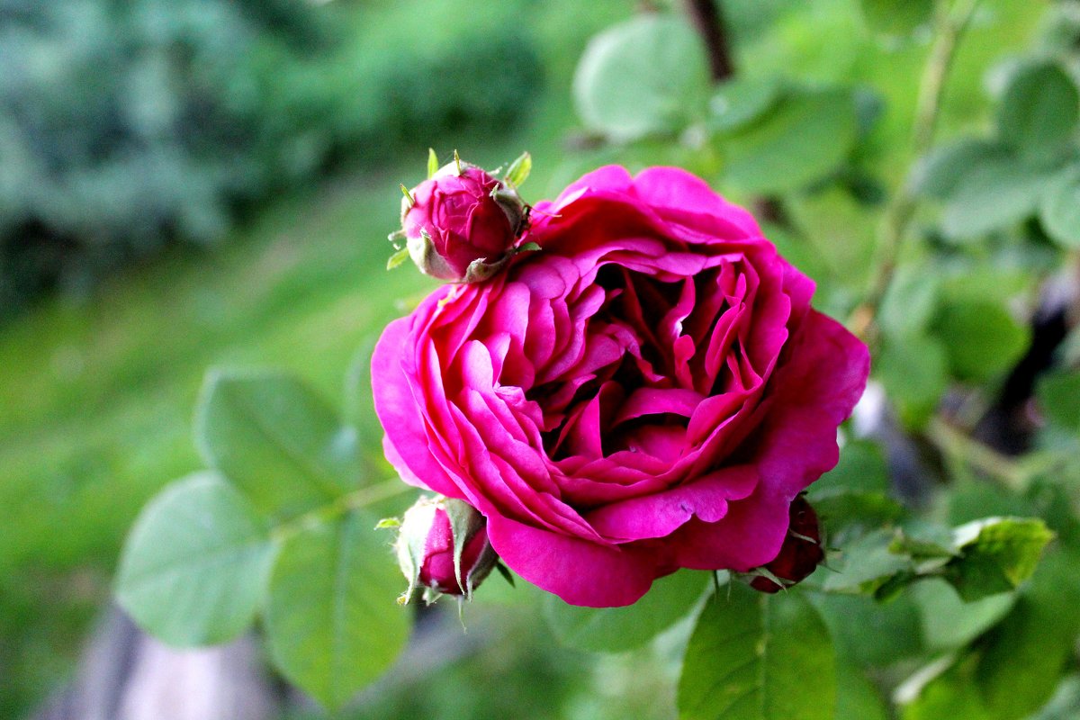 ..... с бутонами.. - Антонина Гугаева