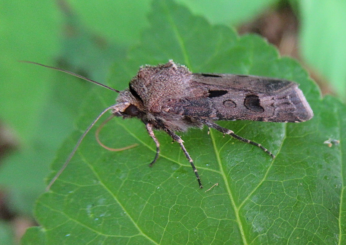 Ночная бабочка днем - Александр Чеботарь Ночная бабочка днем - Александр Чеботарь