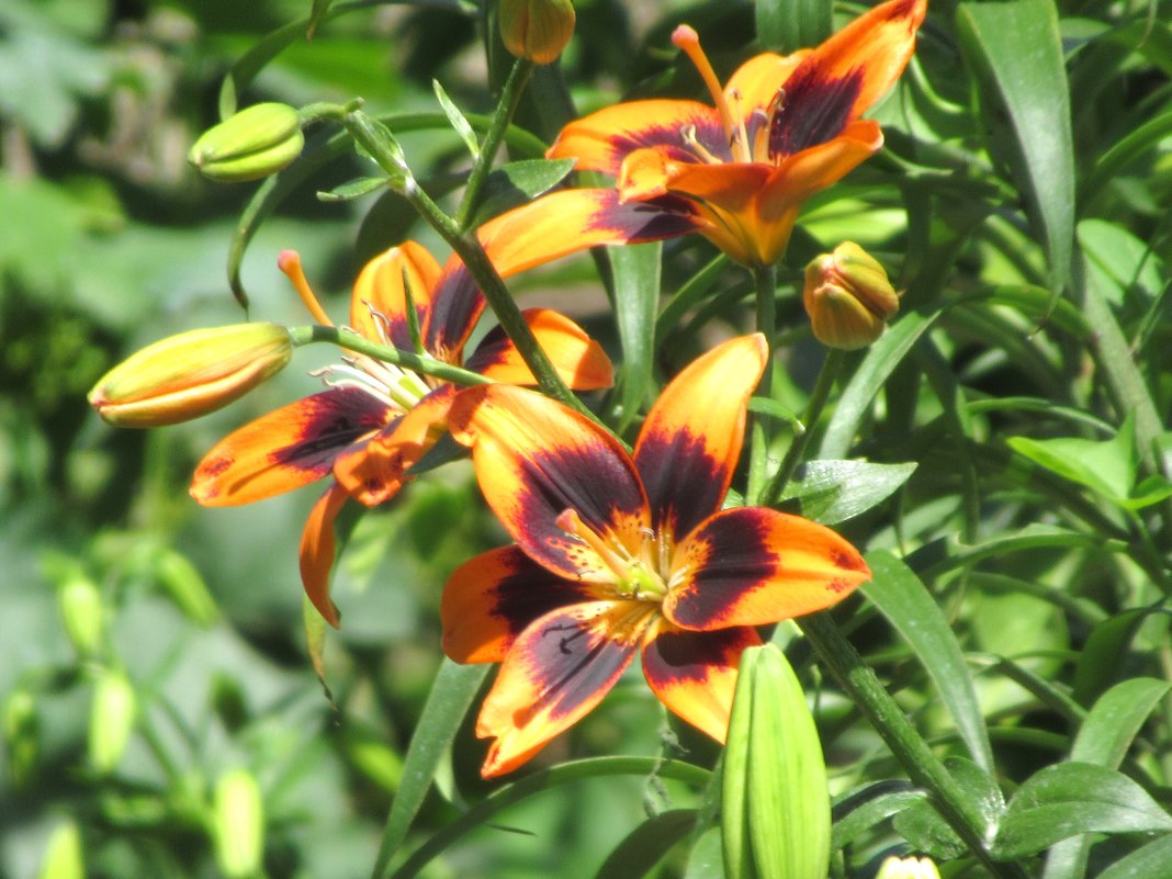 *** - Вячеслав Медведев