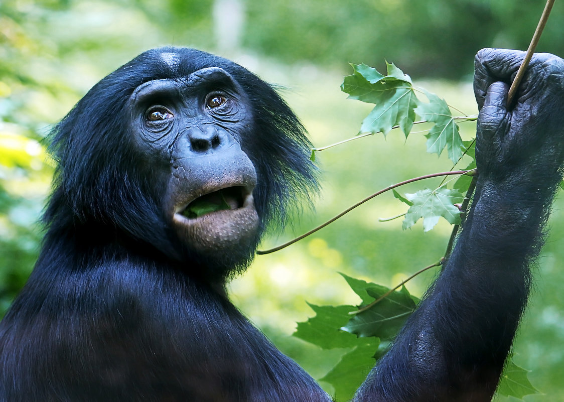 ***** - Alexander Andronik