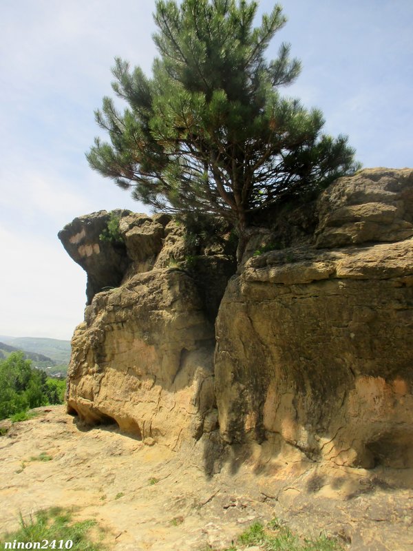 Кисловодск. В курортном парке - Нина Бутко