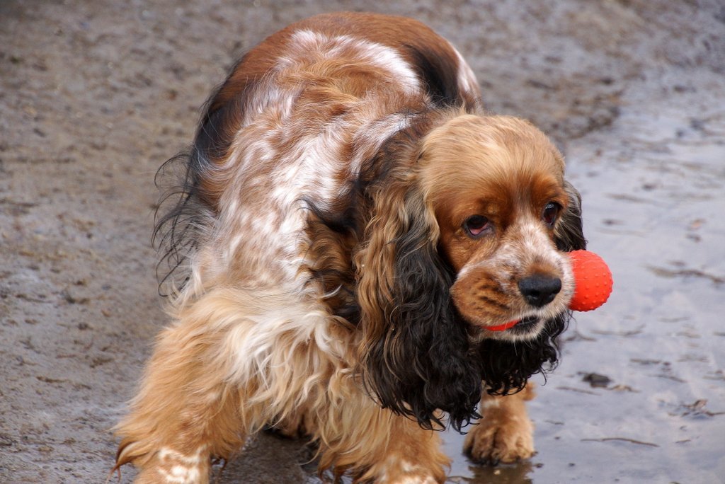 Собачья жизнь - Сергей Кузнецов
