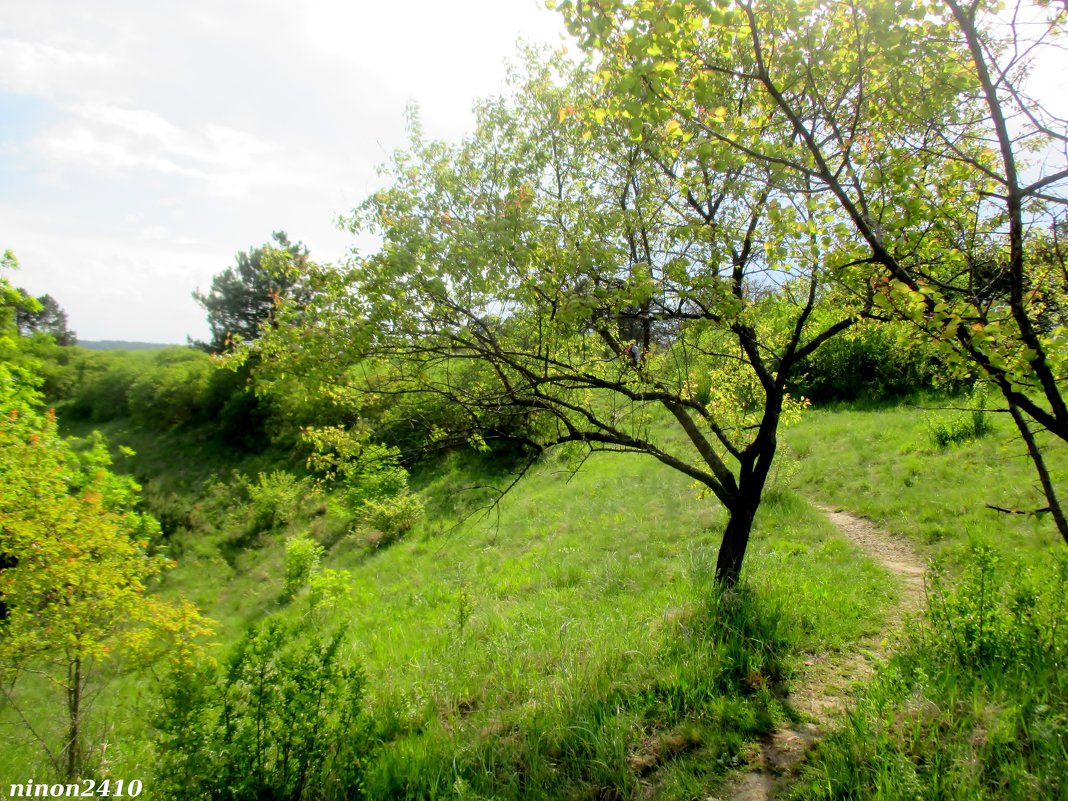 Кисловодск. В курортном парке - Нина Бутко