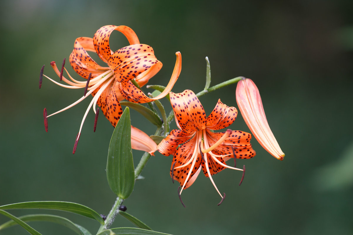 *** - Михаил Кашанин *** - Михаил Кашанин