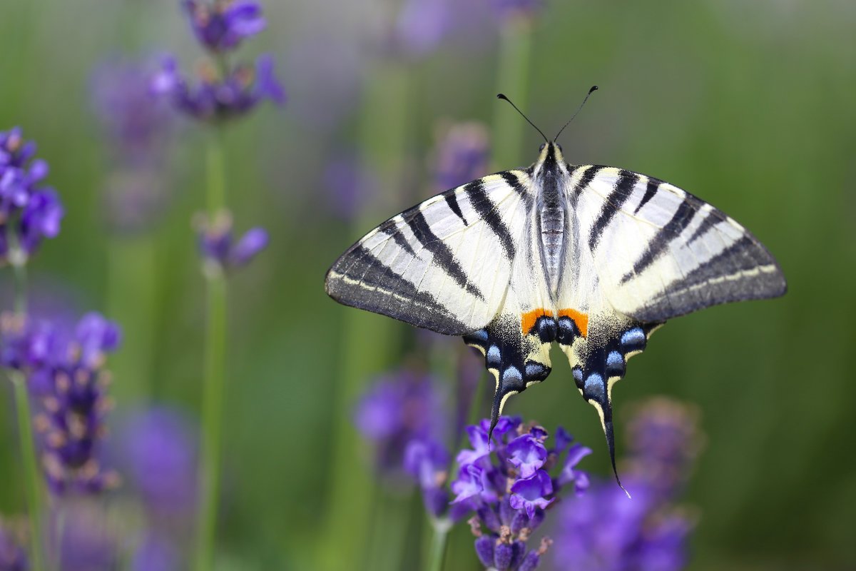 *** - Николь *** *** - Николь ***