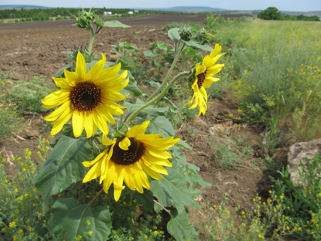 лето - Елена Шаламова лето - Елена Шаламова