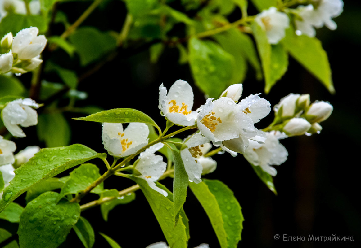 Чубушник - Елена Митряйкина