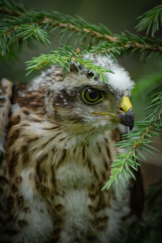 Птенец - Надежда Преминина