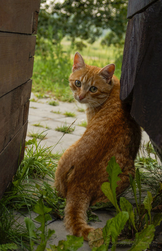 Котя - Любовь Клименок