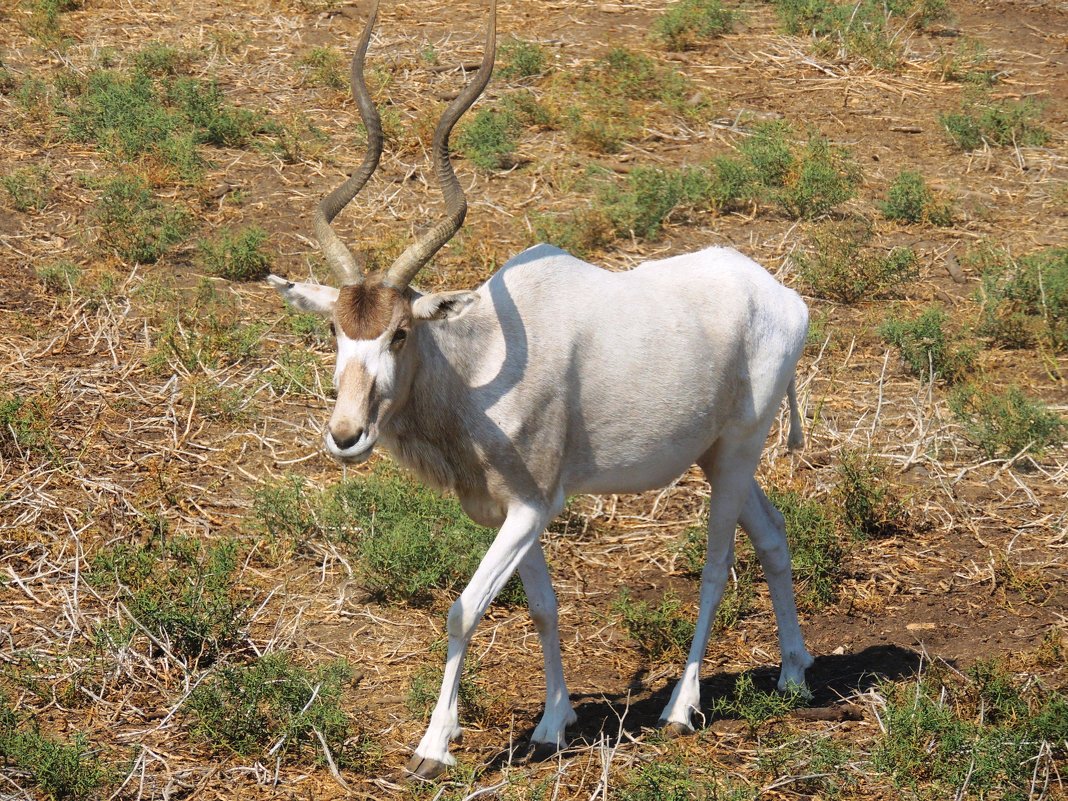 Полуавтомат Addax Купить В Спб