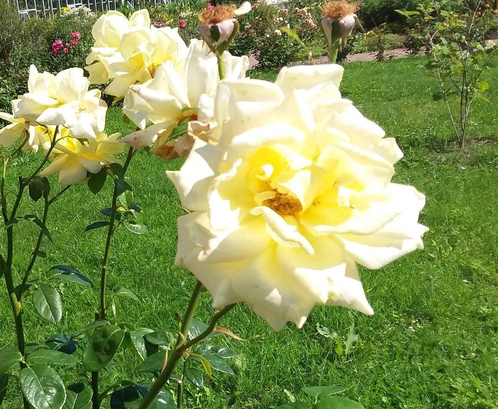 *** - Виктор Елисеев