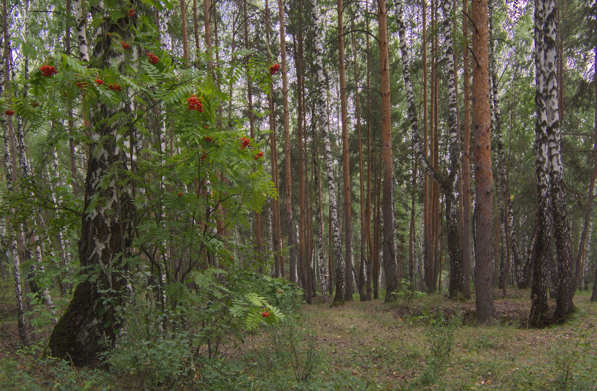 В лесу "пригородском". - Михаил Полыгалов