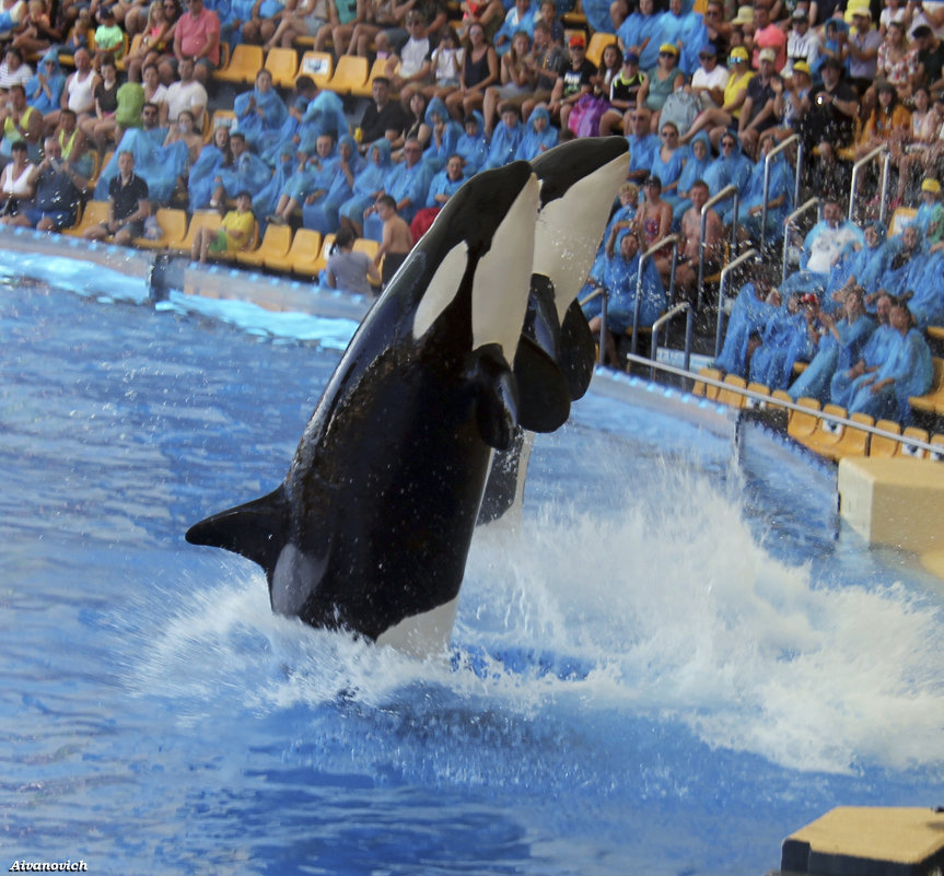 Грация исполинов - Андрей Иванович (Aivanovich-2009) Грация исполинов - Андрей Иванович (Aivanovich-2009)