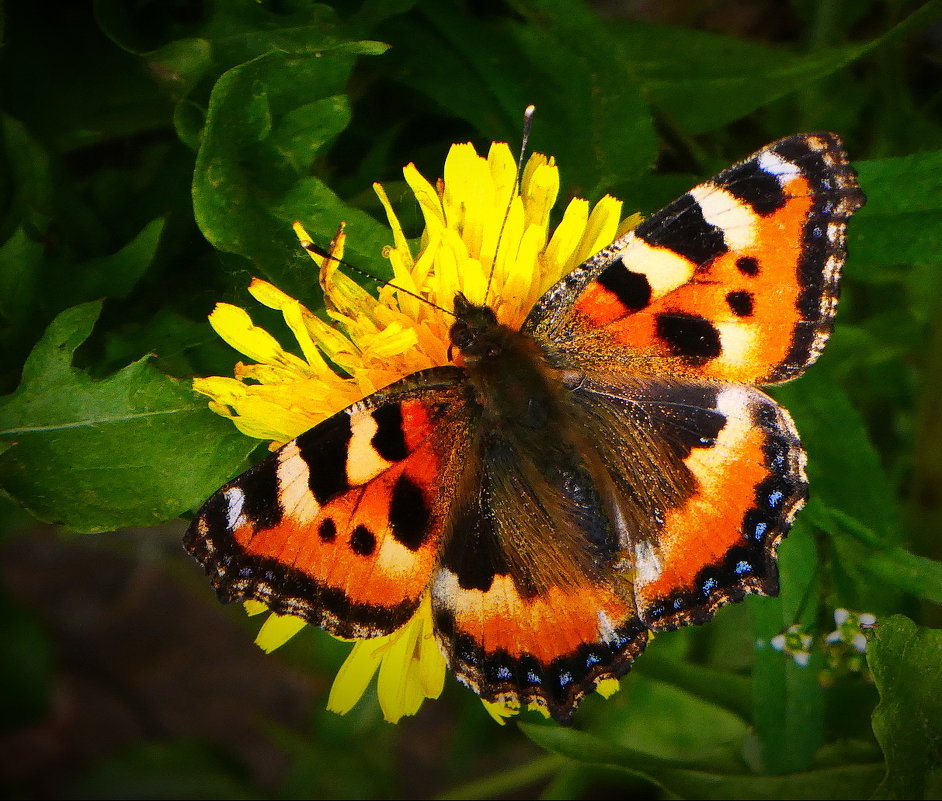 На одуванчике! - Владимир Шошин На одуванчике! - Владимир Шошин