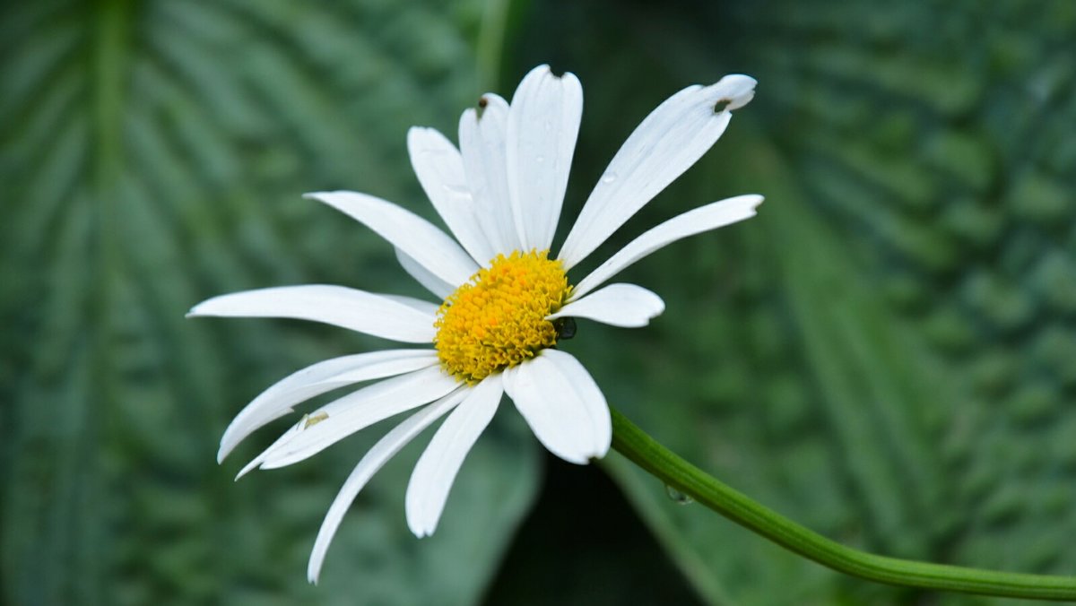 "Любит, не любит!" - Милешкин Владимир Алексеевич "Любит, не любит!" - Милешкин Владимир Алексеевич