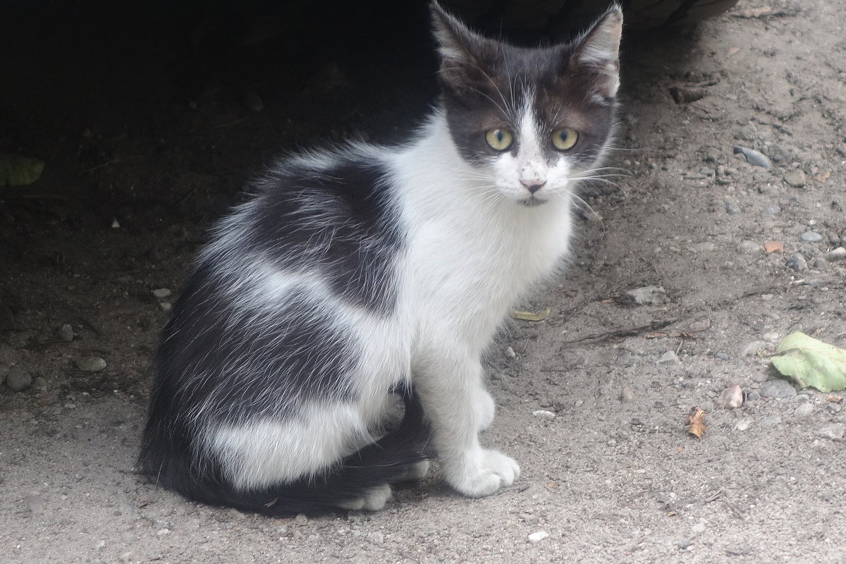 Котята - Маргарита Батырева