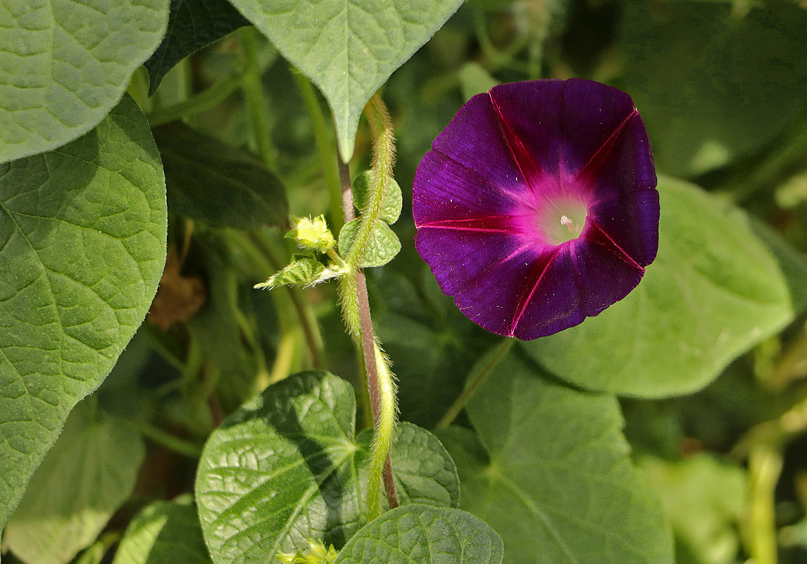 Граммофончик - Светлана Граммофончик - Светлана