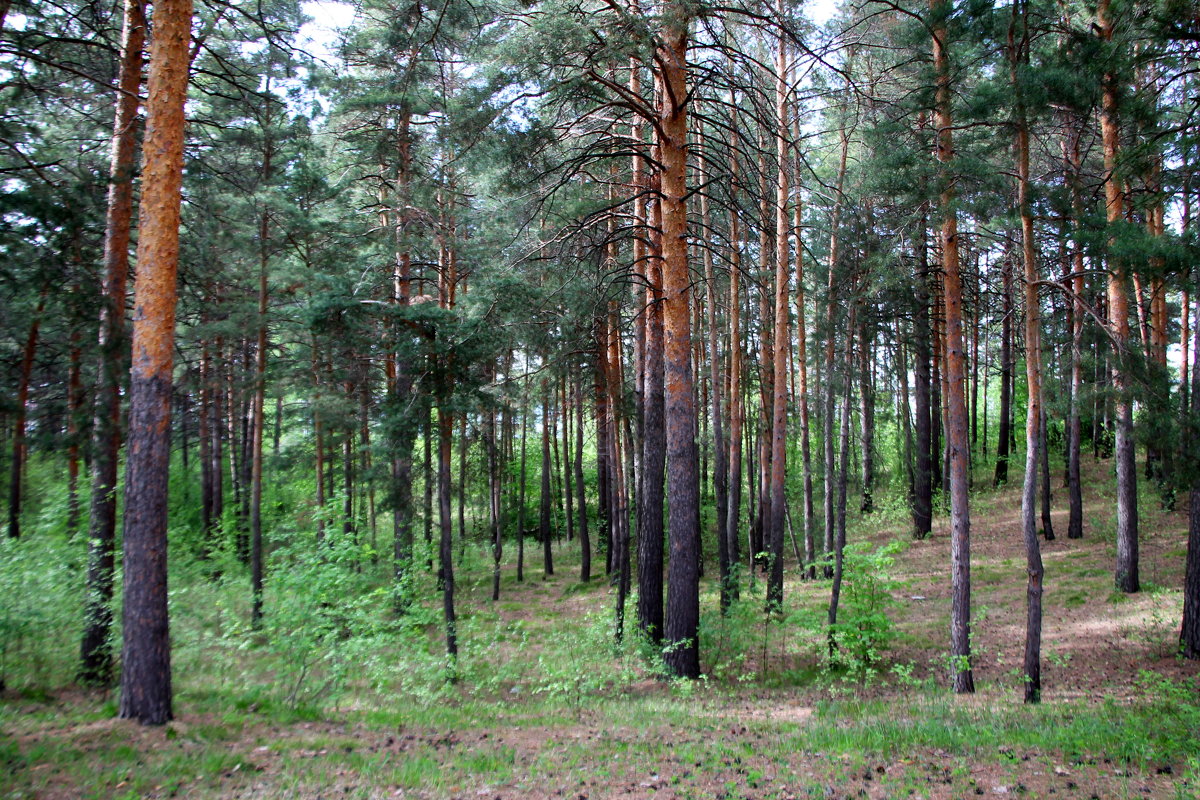 В лесопарке - Олег Афанасьевич Сергеев