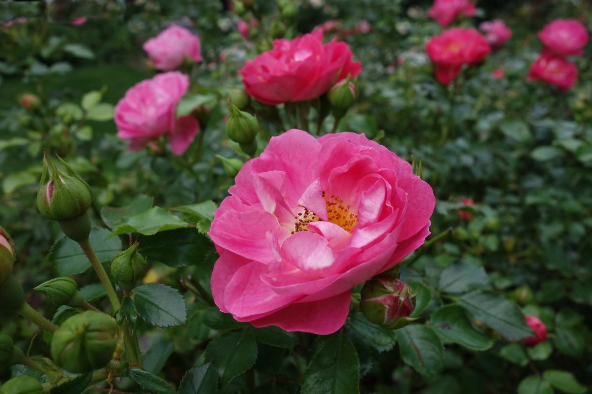 ... - Galina Dzubina ... - Galina Dzubina