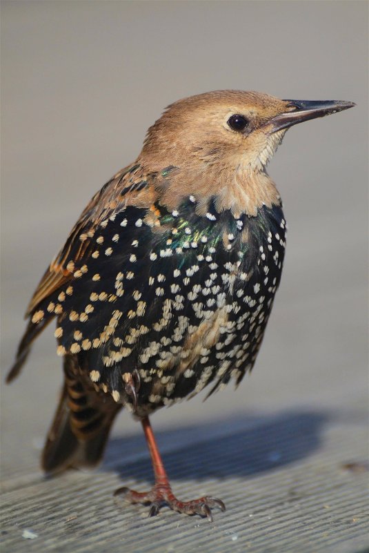 Обыкновенный скворец(Sturnus vulgaris) - Иван 