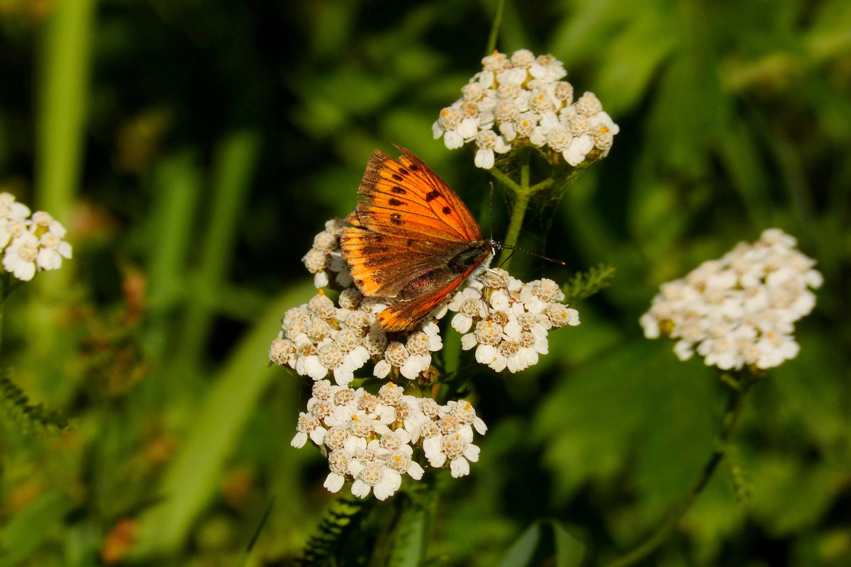 Червонец непарный Lycaena dispar (Haworth, 1803) 2 - Александр Прокудин