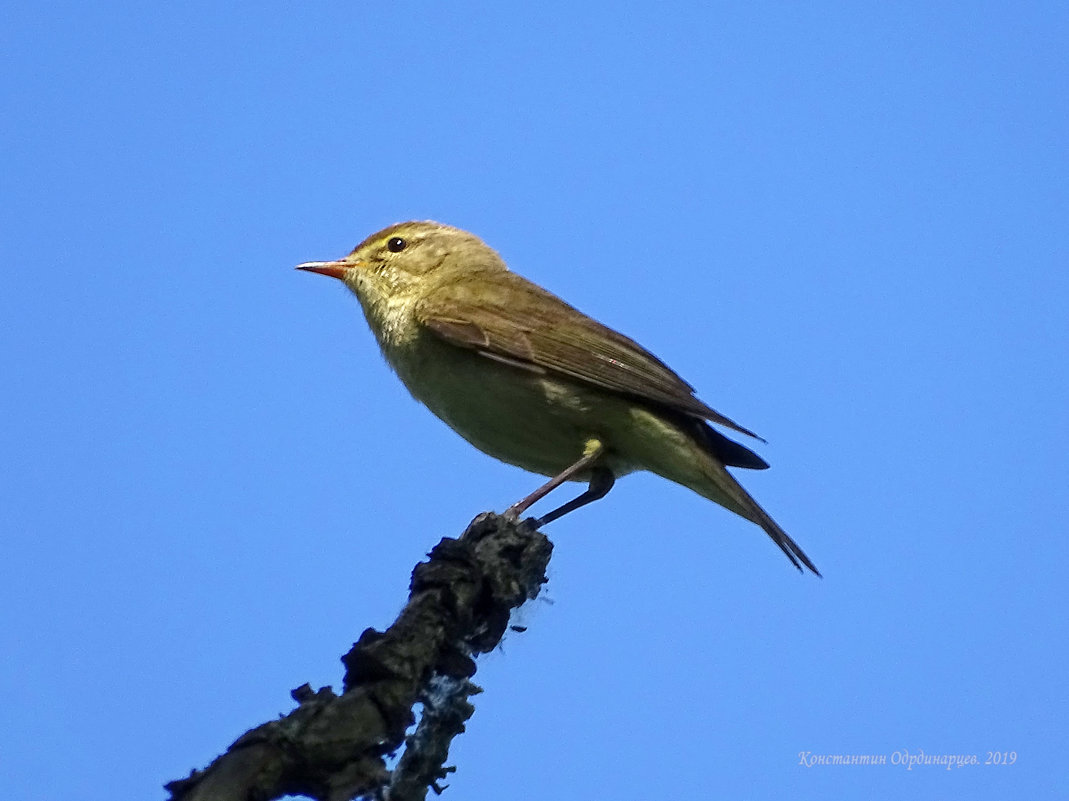 Пеночка-весничка - Константин Ординарцев