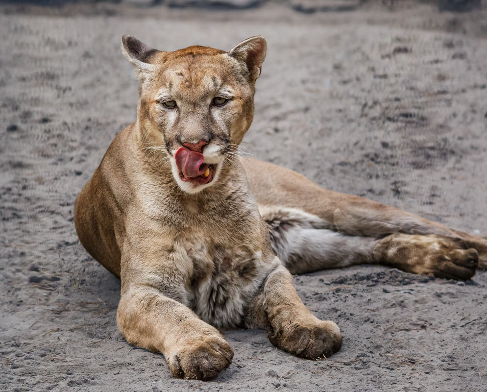 Пума - Nn semonov_nn