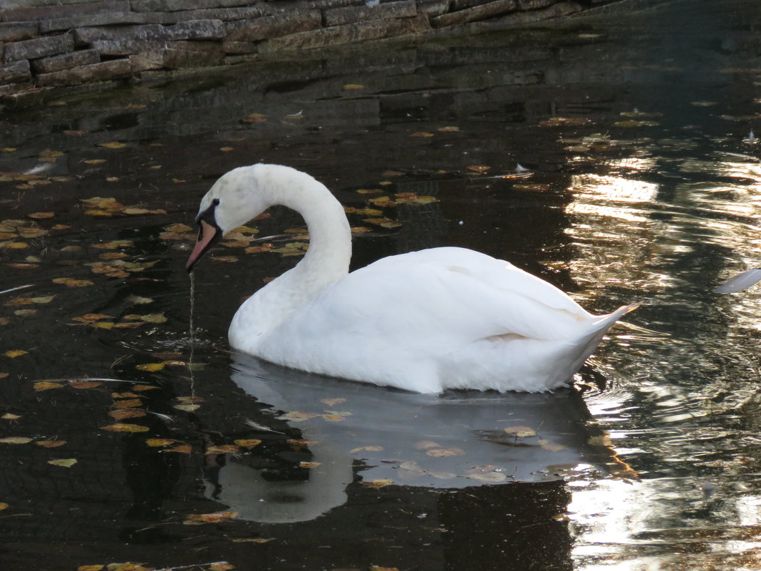лебедь - НАТАЛЬЯ 