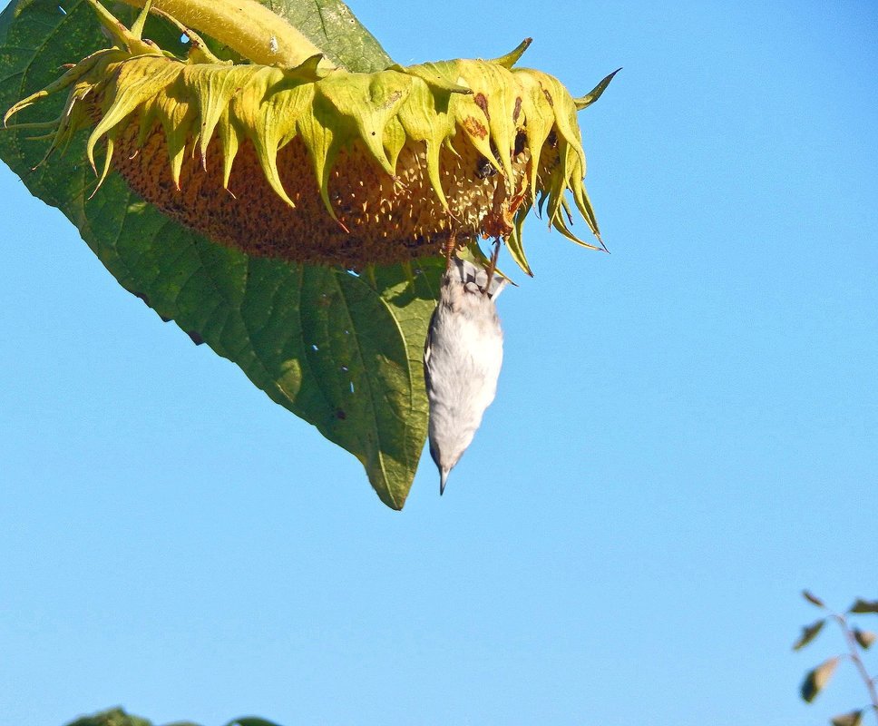 Что упало, то ... не пропало! ;) - Елена Хайдукова  ( Elena Fly )
