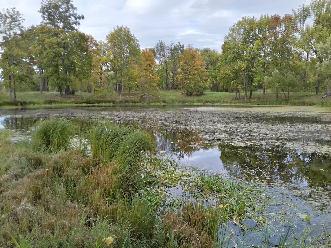 Осень - Сапсан 