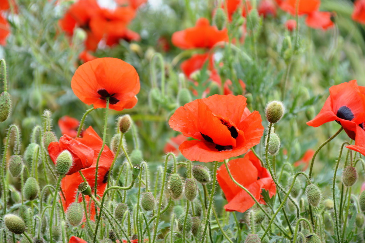 Маки - Николай 