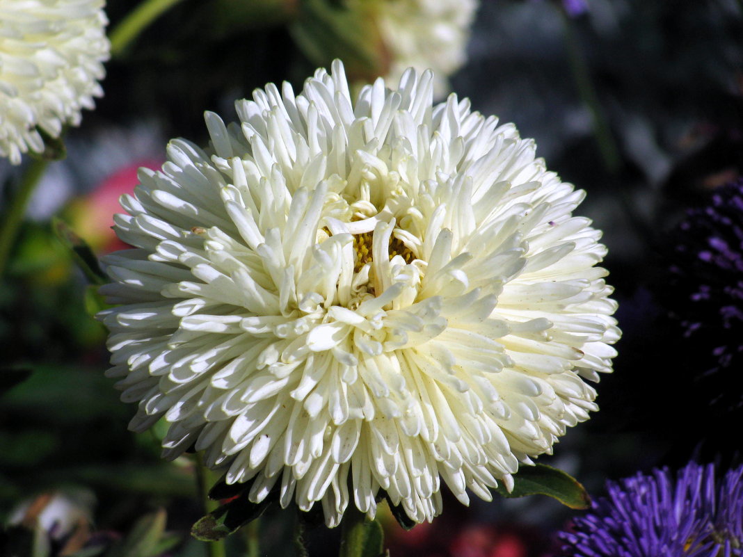 Осенний цвет. - Владимир Драгунский Осенний цвет. - Владимир Драгунский