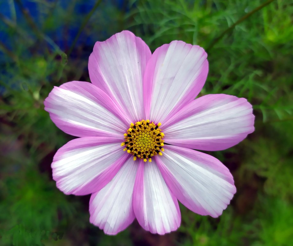 Космея. - Ирина *** Космея. - Ирина ***