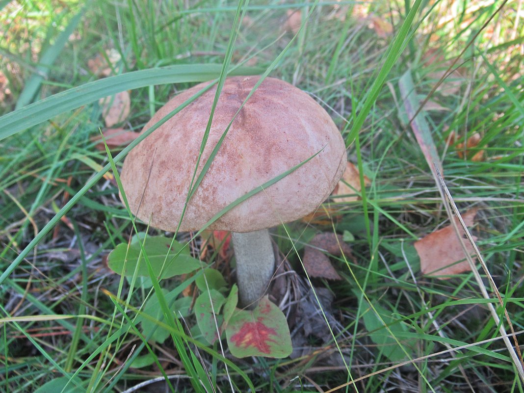 Подберёзовик - Лариса Подберёзовик - Лариса