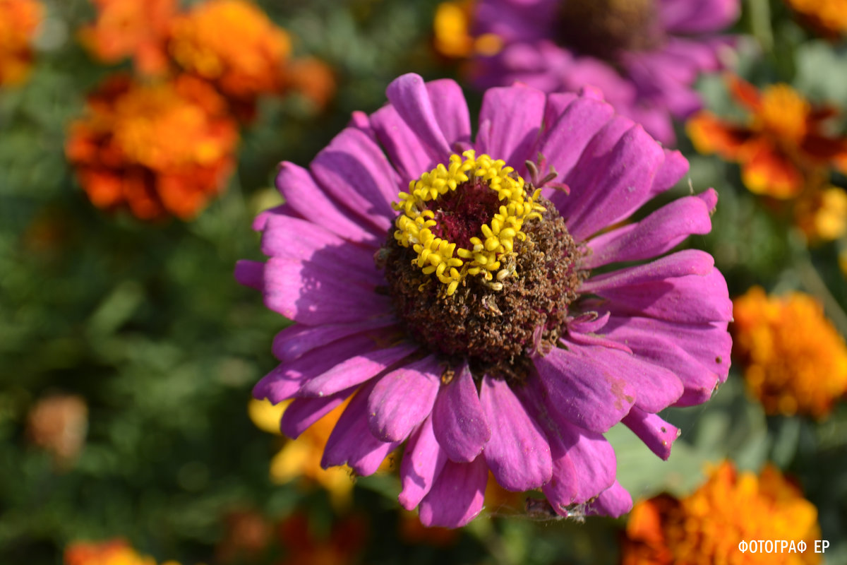 Цветочек! - Екатерина 