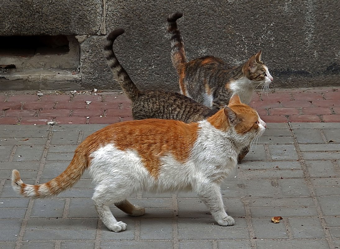 Кошачье трио - Ольга И