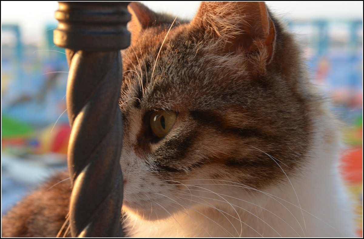 ПЛЯЖНЫЙ ОХРАННИК - Анатолий Восточный