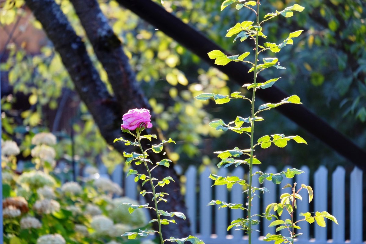 У соседей - Вадим 