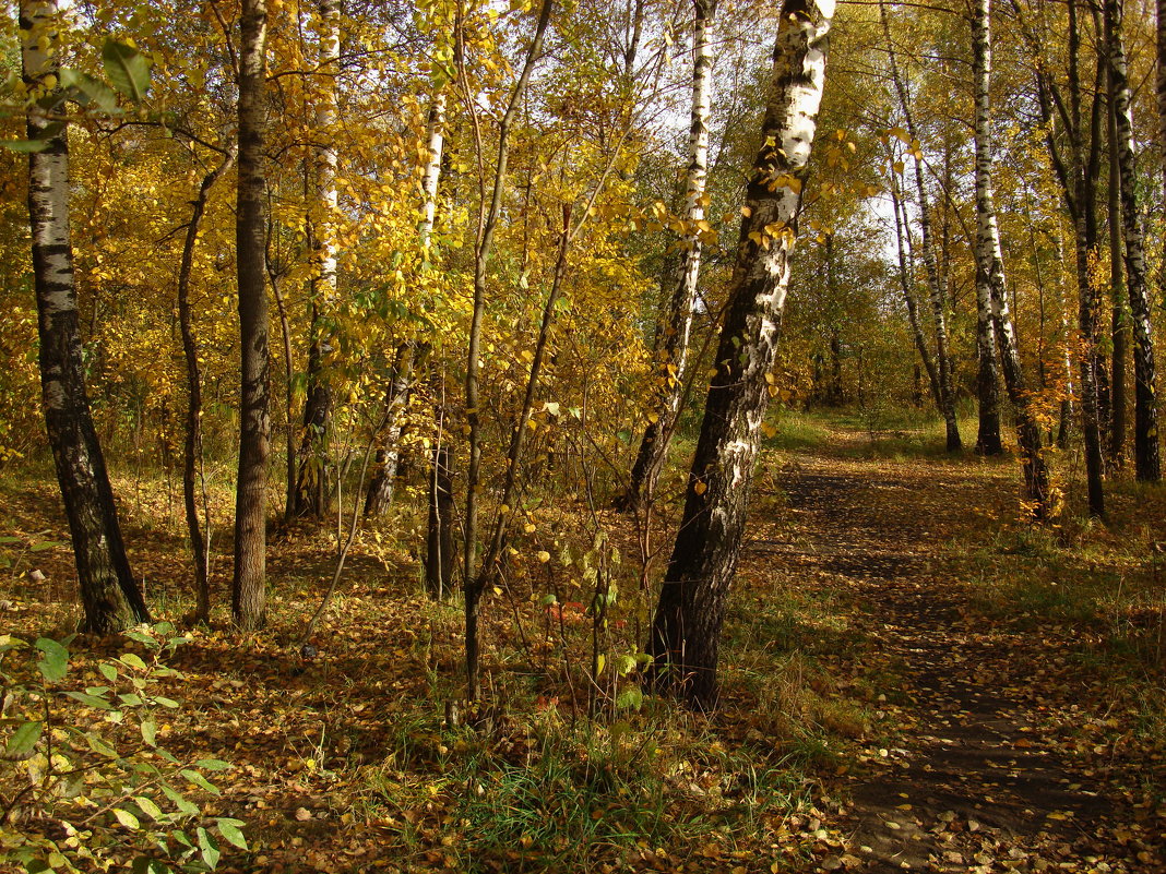 Полагаю, Золотая осень - Андрей Лукьянов