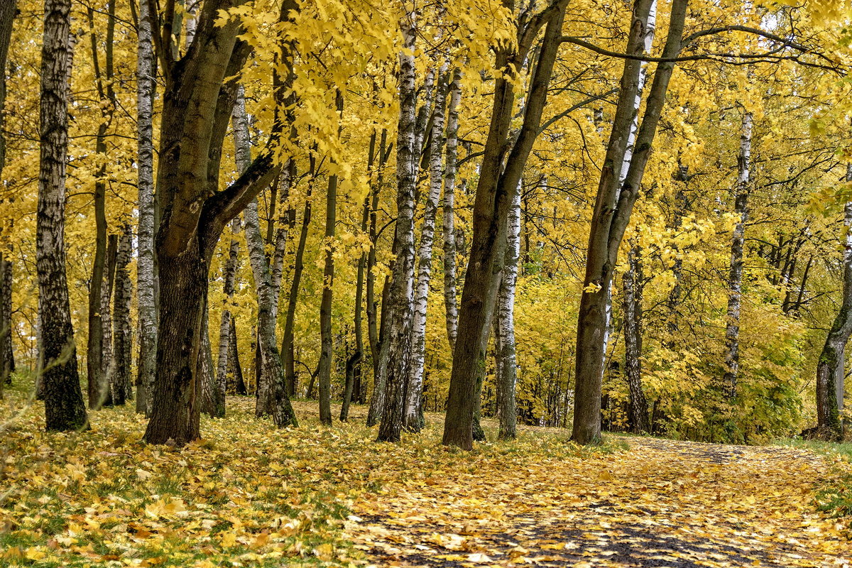 Прогулка по октябрю. - Анатолий. Chesnavik. Прогулка по октябрю. - Анатолий. Chesnavik.