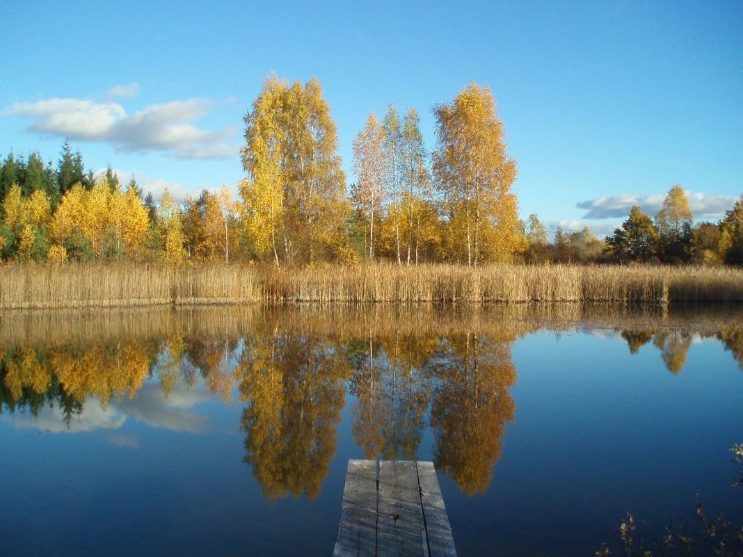 Rudens spalvos - silvestras gaiziunas gaiziunas