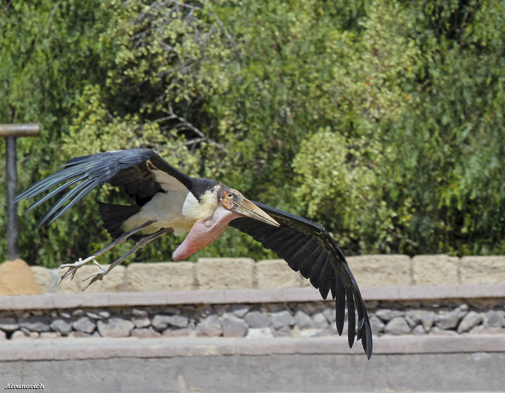 Диспетчер, захожу на посадку. - Андрей Иванович (Aivanovich-2009) Диспетчер, захожу на посадку. - Андрей Иванович (Aivanovich-2009)