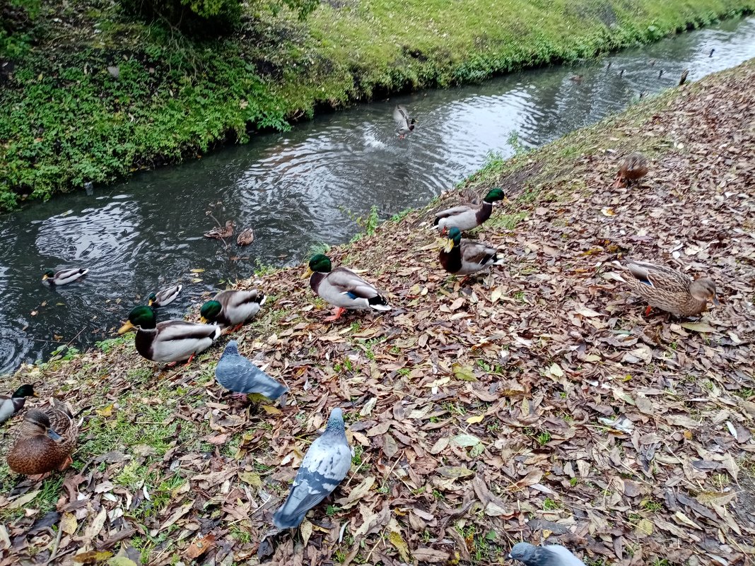 Уточки - BoxerMak Mak Уточки - BoxerMak Mak